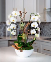 Orchid Natural or Artificial Silk Arrangements  