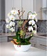 Orchid Natural or Artificial Silk Arrangements  