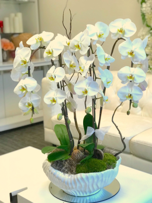 Orchid Oasis 