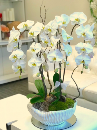 Orchid Oasis