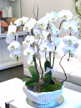Orchid Oasis floral arrangement