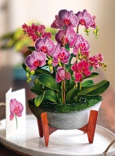 Orchid Oasis Pop Up Greeting Card 