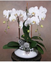 ORCHID OCCASION HOLIDAY GARDEN