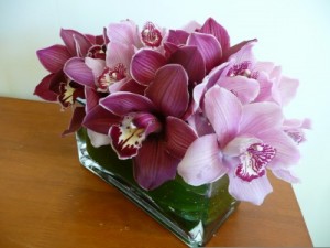 Orchid Odyssey in Easton, CT | Felicia's Fleurs Orchid Odyssey in Easton, CT | Felicia's Fleurs
