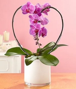 Orchid of my Heart **Available only in white
