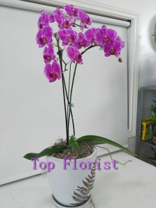 Orchid Orchid
