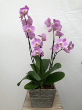 Purple Orchid Orchid