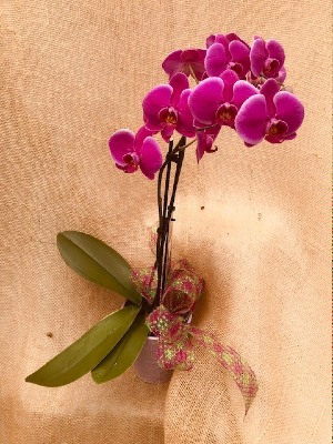 Orchid Orchid! Blooming Houseplant