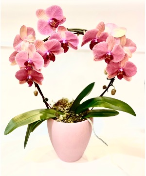 PEACH ROUND ORCHID  PLANT