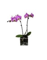 Orchid Phalaenopsis Tropical