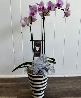 Orchid - Pink Blooming Plant - Orchid