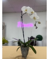 Orchid - white - one stemmed  Blooming Plant - Orchid