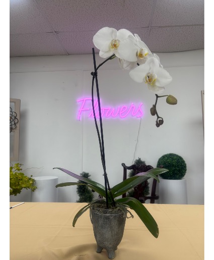 Orchid - white - one stemmed  Blooming Plant - Orchid