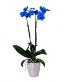 Big Orchid Plan Blue 