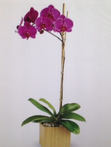 ZEN Orchid