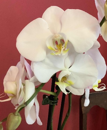 Orchid Plant in Decorative Container in Hardwick, VT | THE FLOWER BASKET