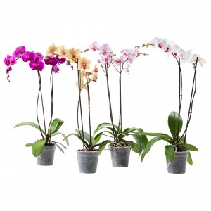 Orchid Plant - 4
