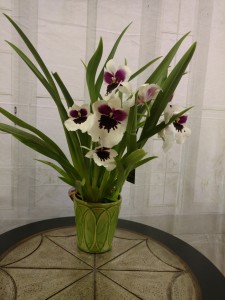 Orchid  Plant
