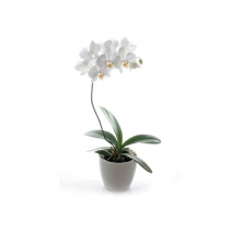 Plant - Orchid Plant