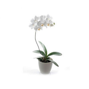 Plant - Orchid Plant