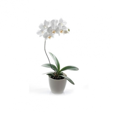Orchid Plant