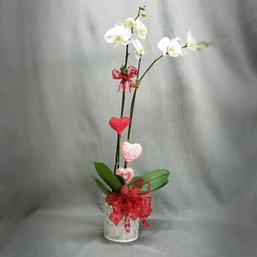 ORCHID PLANT