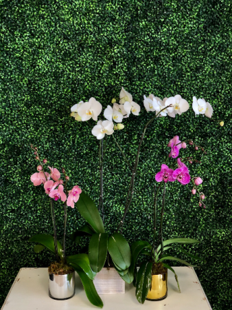 Orchid Plant
