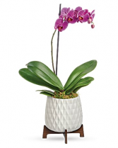 Orchid Plant
