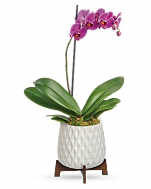 Orchid Plant