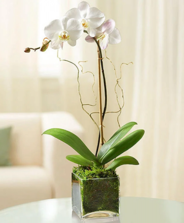 Orchid plant  