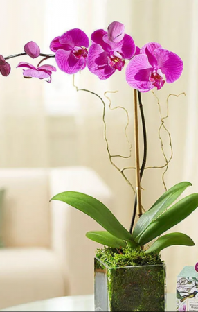 Orchid plant