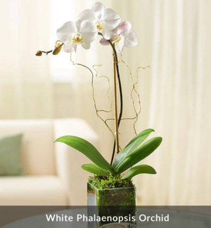 Orchid plant / SALE
