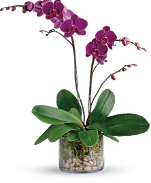 orchid Plant