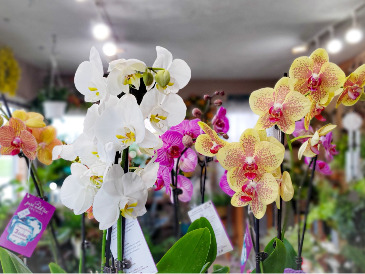 Orchid Plant  in Warsaw, IN | ANDERSON FLORIST & GREENHOUSE
