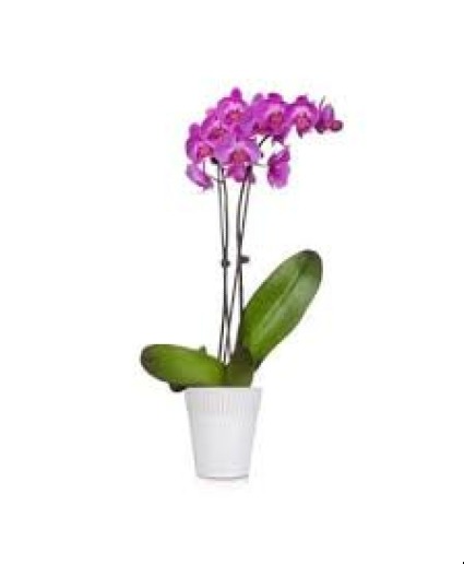 Orchid Plant Colors May Vary