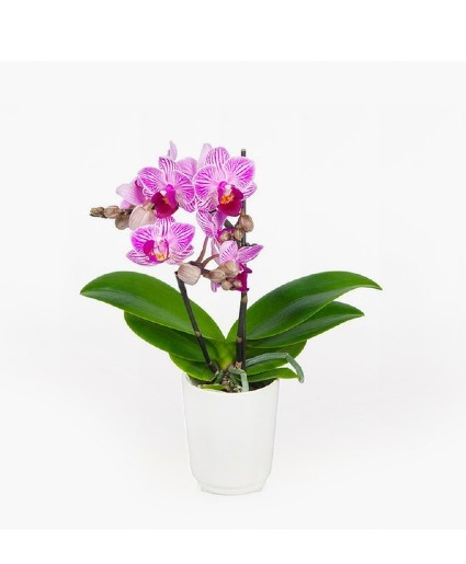 Orchid Plant  