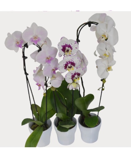 Orchid House Plant
