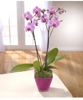 Orchid Plant 