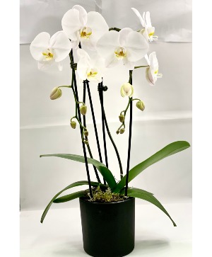 ORCHID PLANT