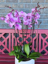 Orchid Plant 