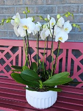 Orchid Plant 