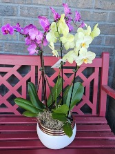 Orchid Plant 