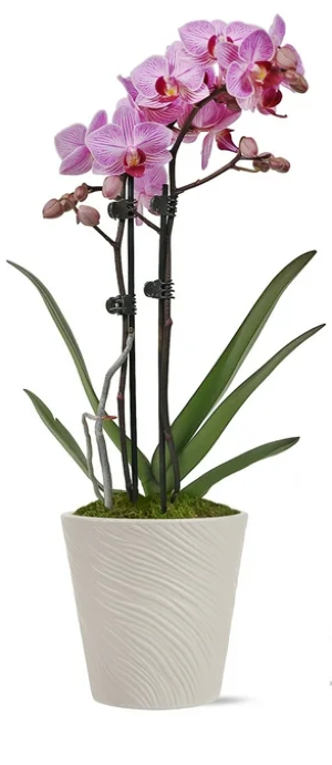 Orchid Plant  