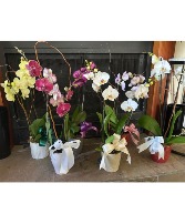 Orchid Plant 