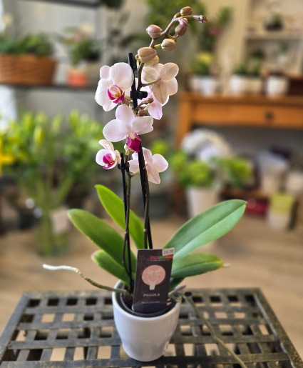 Orchid Plant 