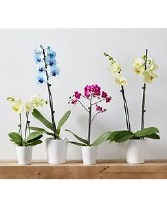 ORCHID PLANT 