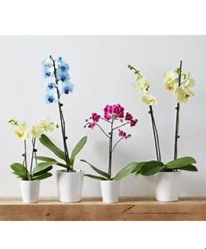 ORCHID PLANT 