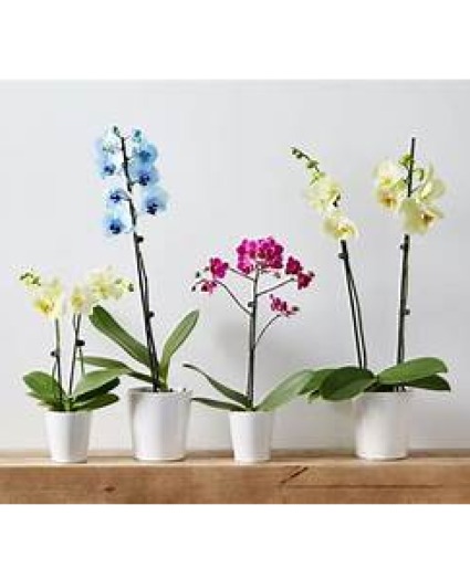 ORCHID PLANT 