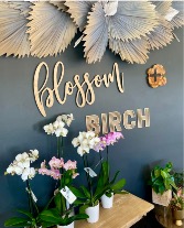 Orchid Plant 