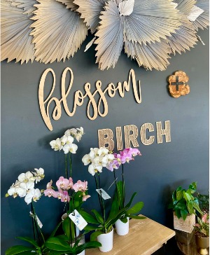 Orchid Plant 